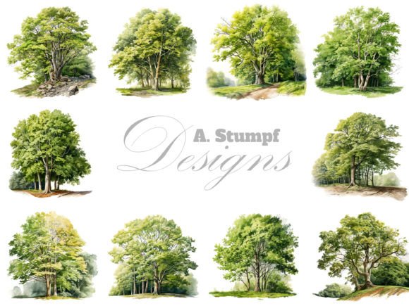 Download Beech Tree Watercolor Botanical Clipart - Premium Resources